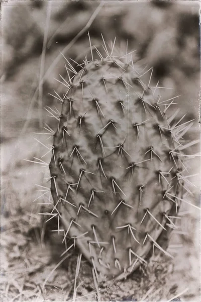 Etiopien Afrika Kaktus Växt Textur Som Bakrund Abstrakt Himlen — Stockfoto