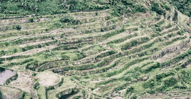 Banaue Unesco sitesinden pirinç elde etmek için Filipinler teras sahasında bulanıklık