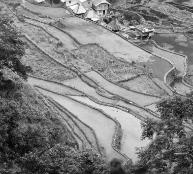 Banaue Unesco sitesinden pirinç elde etmek için Filipinler teras sahasında bulanıklık