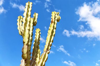 Etiyopya'da Afrika kaktüs bitki doku gökyüzü artalanları soyut gibi