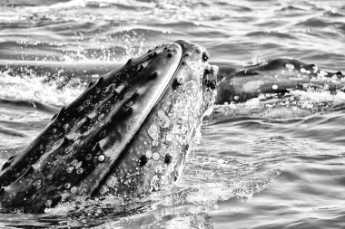 Avustralya okyanus ücretsiz bir balina