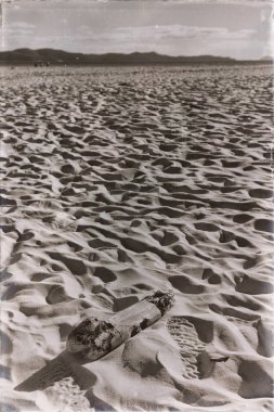  ağaç ve paradise Körfezi'beach