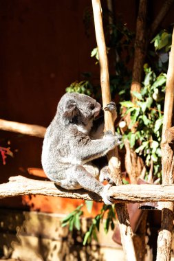 Avustralya'da tipik hayvan koala ücretsiz 