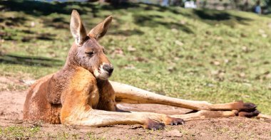 Avustralya'da natuarl park yakın çekim bush yakınındaki kanguru