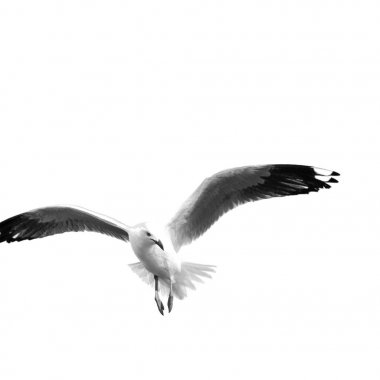 Avustralya açık havada uçan bir beyaz ücretsiz martı