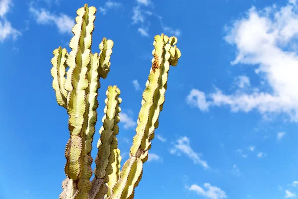 Äthiopien Afrika Kakteen Pflanzenstruktur Wie Hintergrund Abstrakt Den Himmel — Stockfoto