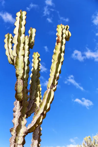 Etiopien Afrika Kaktus Växt Textur Som Bakrund Abstrakt Himlen — Stockfoto