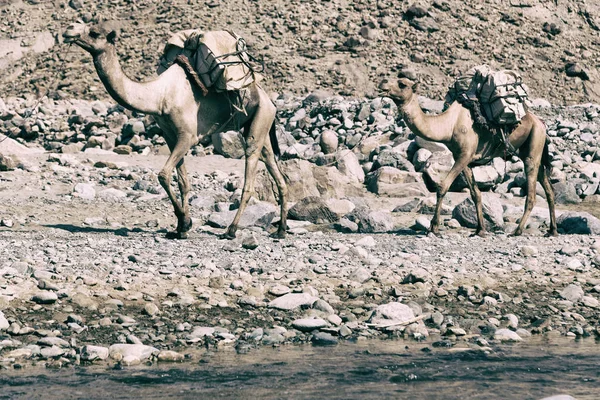 市場に谷で歩くマイニング塩とラクダの古い乾燥川の多くのダナキル エチオピア アフリカ — ストック写真