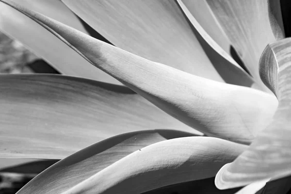 Texture and close up of a leaf like abstract — Stock Photo, Image