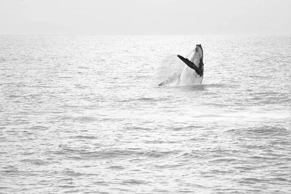 호주 바다에서 무료 고래 — 스톡 사진