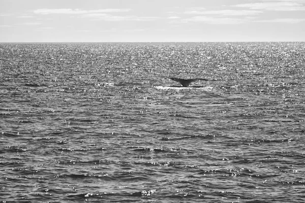 В Австралії безкоштовно кита в океані — стокове фото
