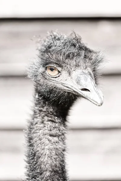 No parque da Austrália o pássaro emu livre — Fotografia de Stock