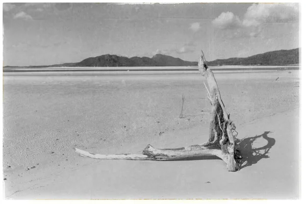 A árvore e a praia na baía do paraíso — Fotografia de Stock