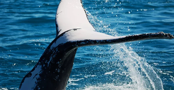 Austrália Uma Baleia Livre Oceano Como Conceito Liberdade — Fotografia de Stock