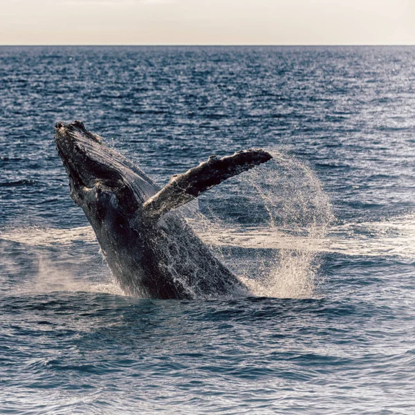 Australien Gratis Val Havet Som Begreppet Frihet — Stockfoto