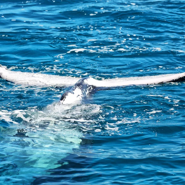 Australia Una Balena Libera Nell Oceano Come Concetto Libertà — Foto Stock