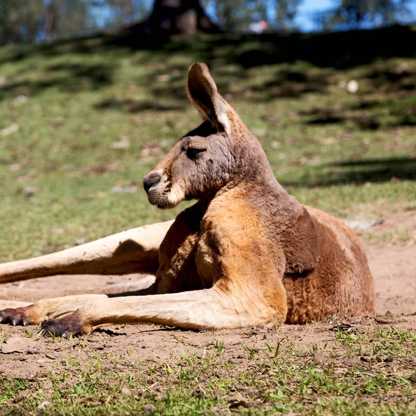 Avustralya Natuarl Park Yakın Çekim Bush Yakınındaki Kanguru — Stok fotoğraf