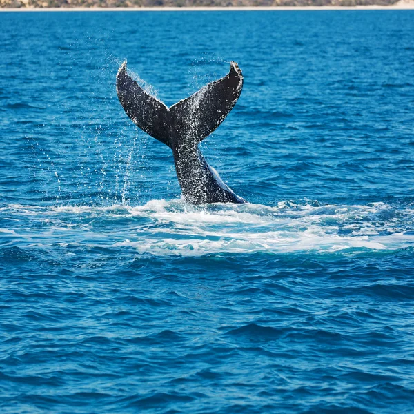 オーストラリアの海で無料クジラのように自由の概念 — ストック写真