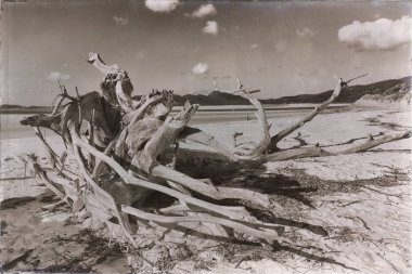  ağaç ve paradise Körfezi'beach
