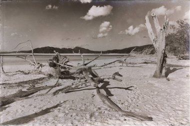  ağaç ve paradise Körfezi'beach