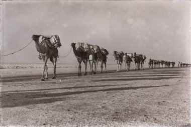 Tuz Gölü'Develer carovan