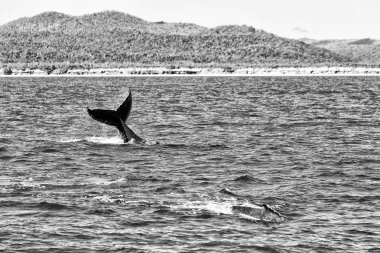Avustralya'da okyanusta ücretsiz bir balina gibi özgürlük kavramı 