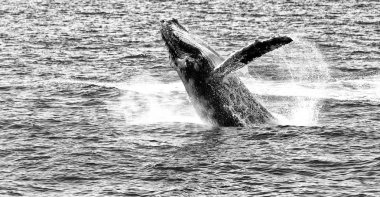 Avustralya okyanus ücretsiz bir balina