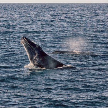 Avustralya okyanus ücretsiz bir balina