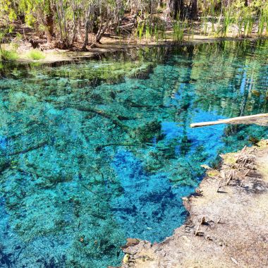 doğada palmiye ve göl