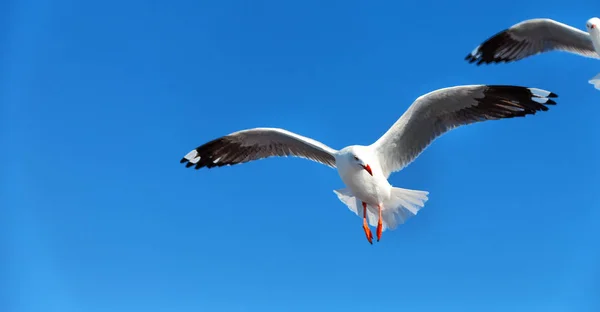 Een witte gratis zeemeeuw, vliegen in de heldere hemel — Stockfoto