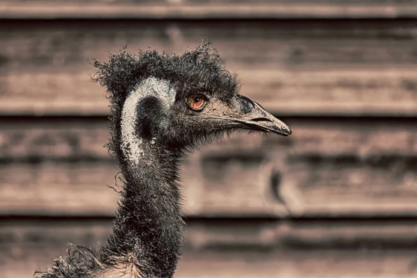 Im park von australien der freie emu-vogel — Stockfoto