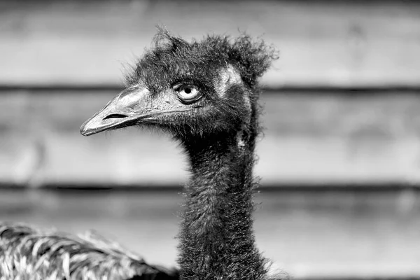 Parque Austrália Pássaro Emu Livre Fundo — Fotografia de Stock