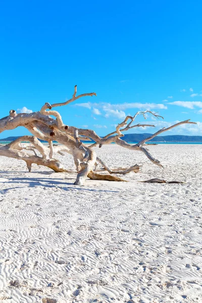 Spiaggia Nella Baia Paradisiaca Dell Isola Whitsunday Australia — Foto Stock