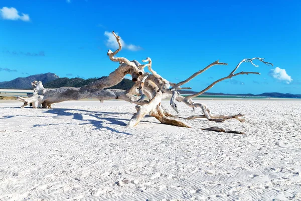 Playa Bahía Paradisíaca Whitsunday Isla Australia —  Fotos de Stock