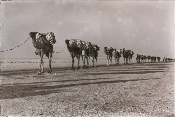 Os camelos carovan no lago de sal — Fotografia de Stock