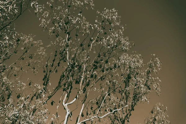Дикость колонии летучей мыши в дереве — стоковое фото