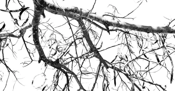 概念のような空の枝の抽象的なテクスチャ — ストック写真