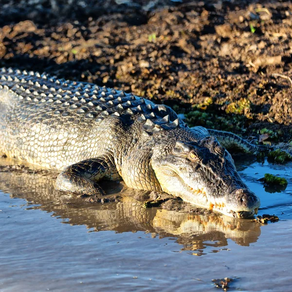 Austrália Réptil Crocodilo Lagoa Rio Luz — Fotografia de Stock