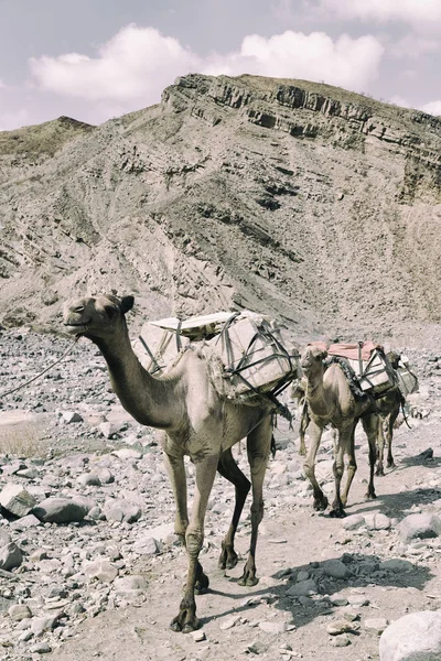 África en el viejo río seco un montón de camellos — Foto de Stock