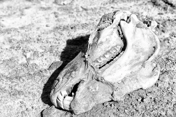 En el desierto de sal caballo cabeza muerta — Foto de Stock