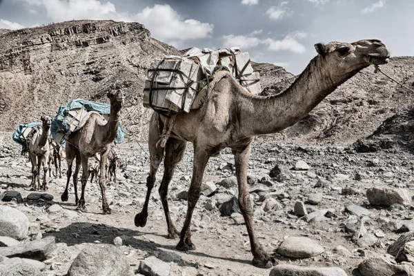 Africa nel vecchio fiume asciutto un sacco di cammelli — Foto Stock
