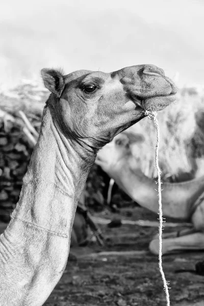 I sky abstrakt bakgrund och kamel — Stockfoto