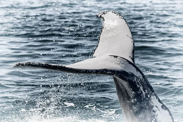 Στην Αυστραλία Μια Δωρεάν Φάλαινα Στον Ωκεανό Όπως Έννοια Της — Φωτογραφία Αρχείου