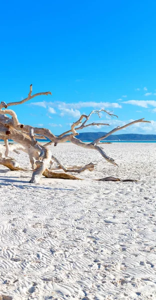 El árbol y la playa en la bahía paradisíaca — Foto de Stock