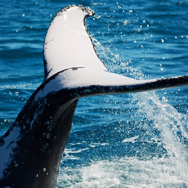 Na Austrália uma baleia livre no oceano — Fotografia de Stock