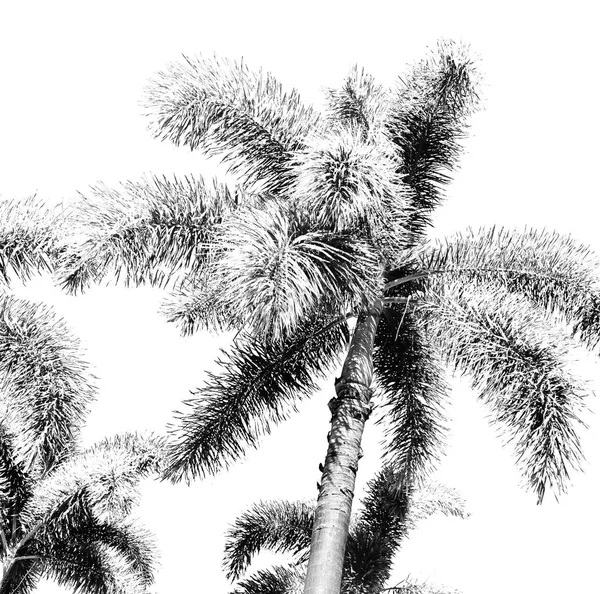 En el cielo despejado la rama de la palma — Foto de Stock