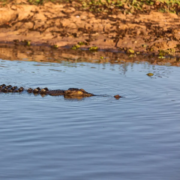 I australien reptil krokodille i floden - Stock-foto