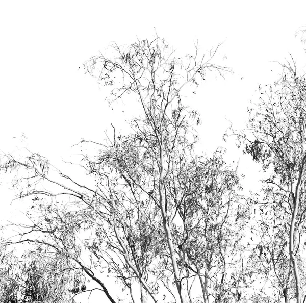 Outback Αυστραλία Δέντρο Και Φύλλων Στον Καθαρό Ουρανό — Φωτογραφία Αρχείου