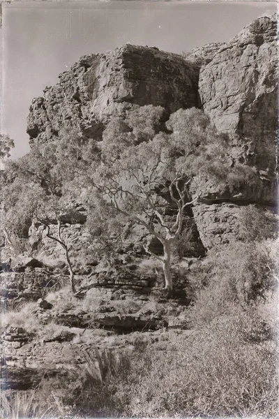 The kings canyon nature wild and outback — Stock Photo, Image