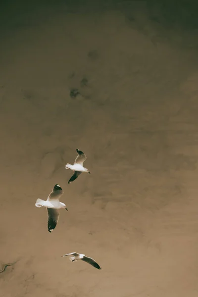 Белая чайка, летящая в ясном небе — стоковое фото